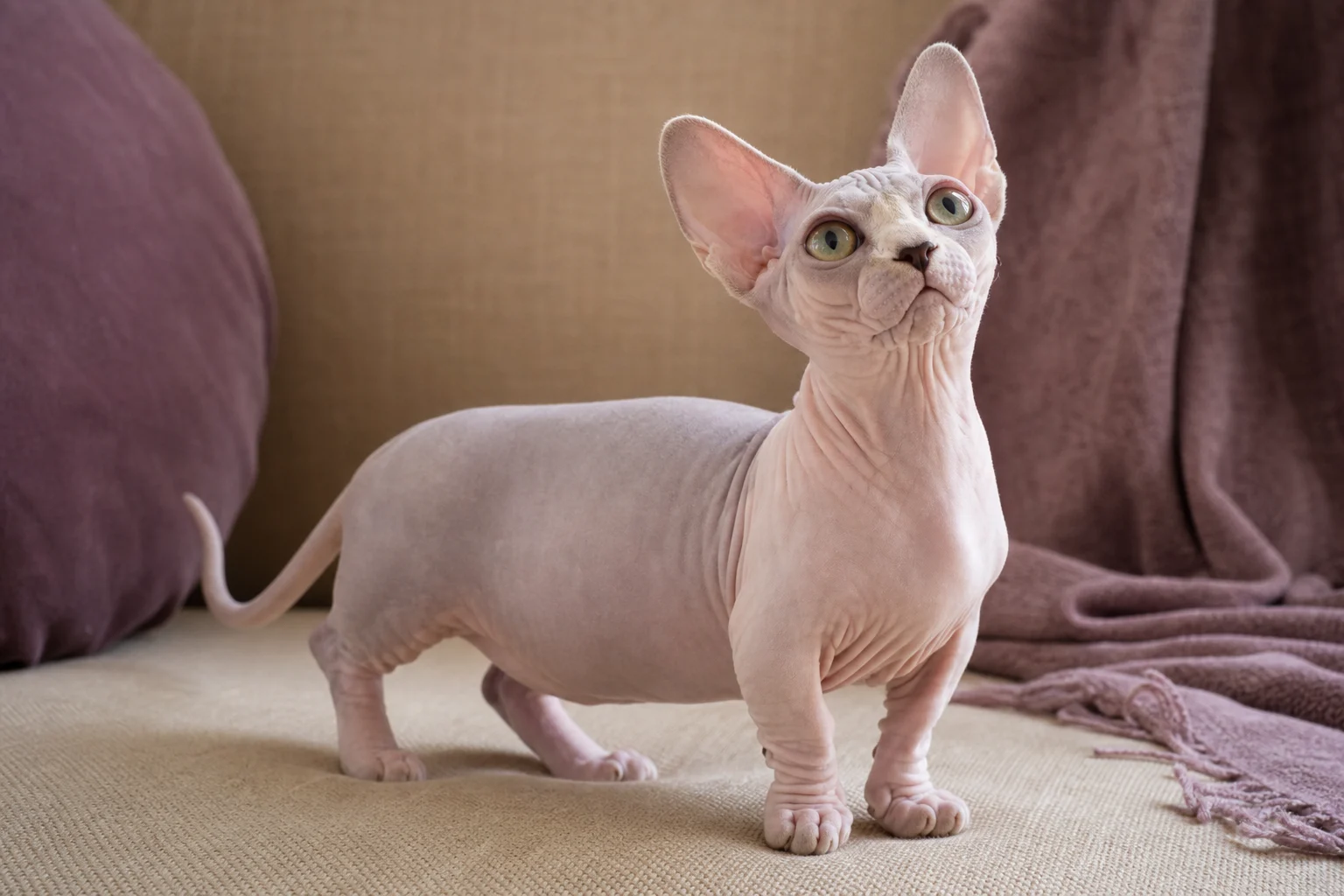 Bambino
