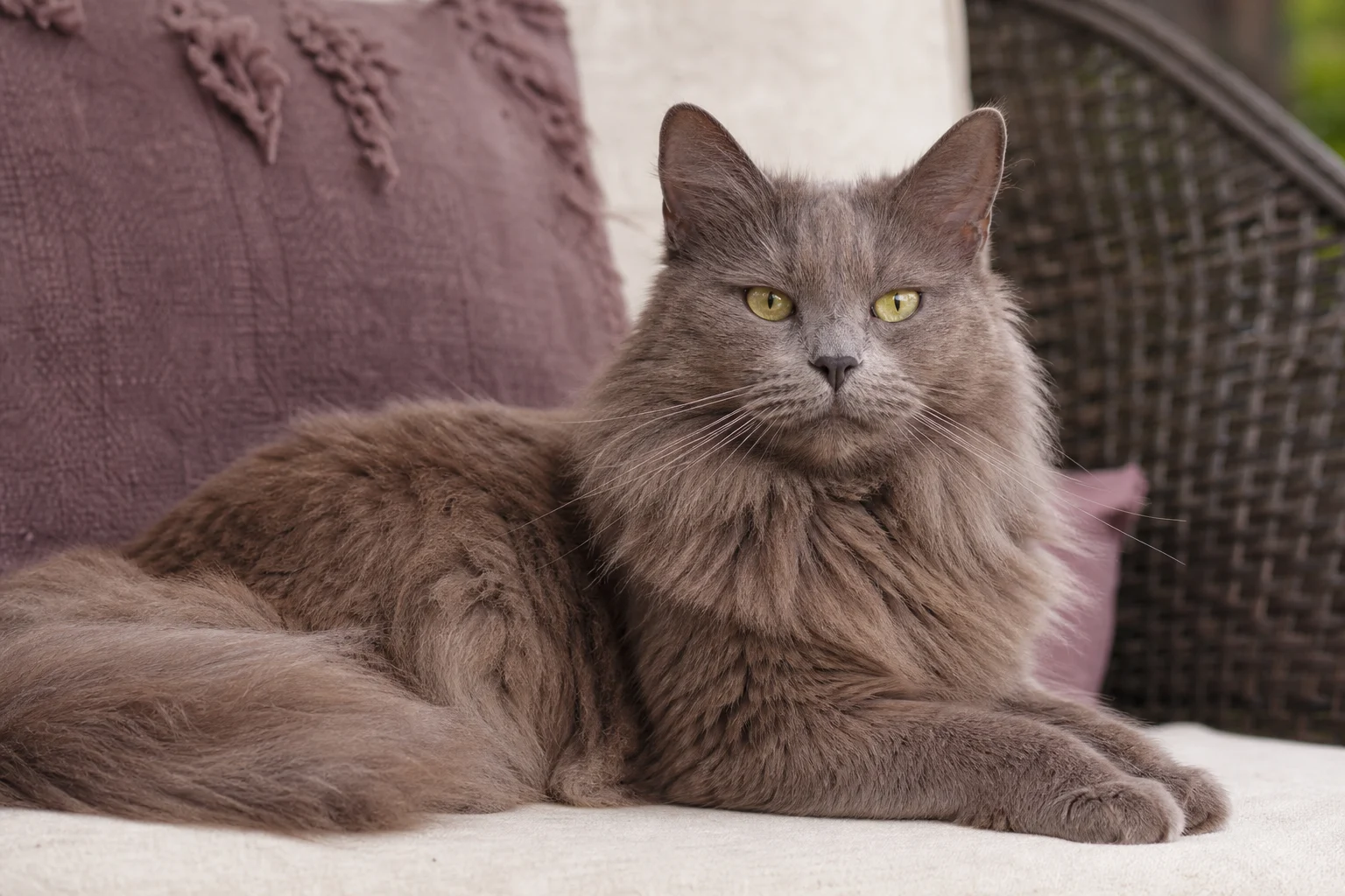 Chantilly-Tiffany