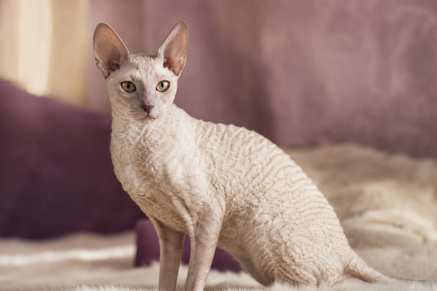 Cornish Rex
