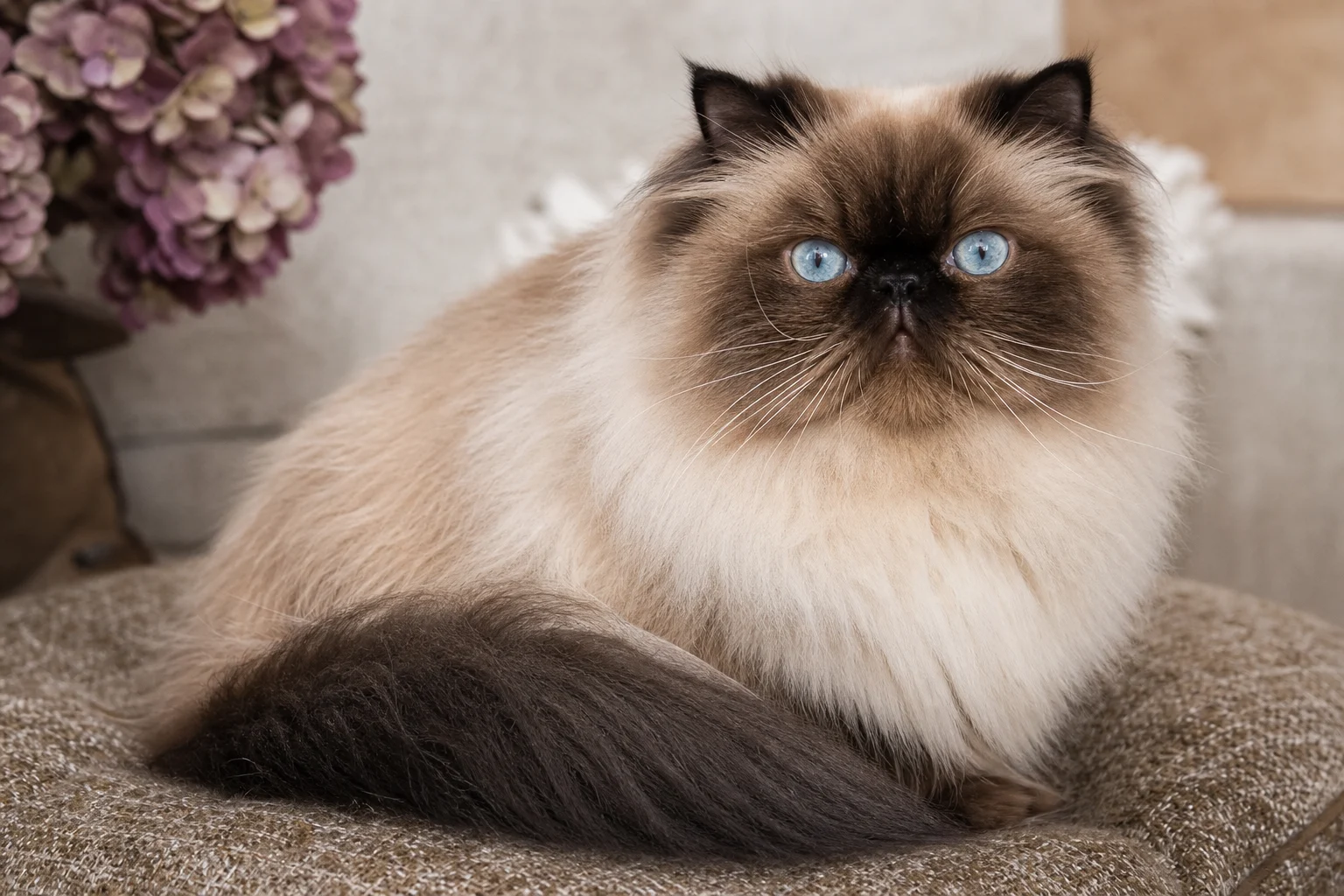 Himalayan