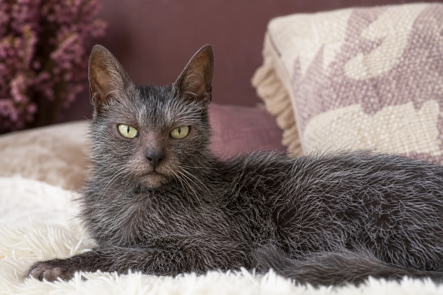 Lykoi
