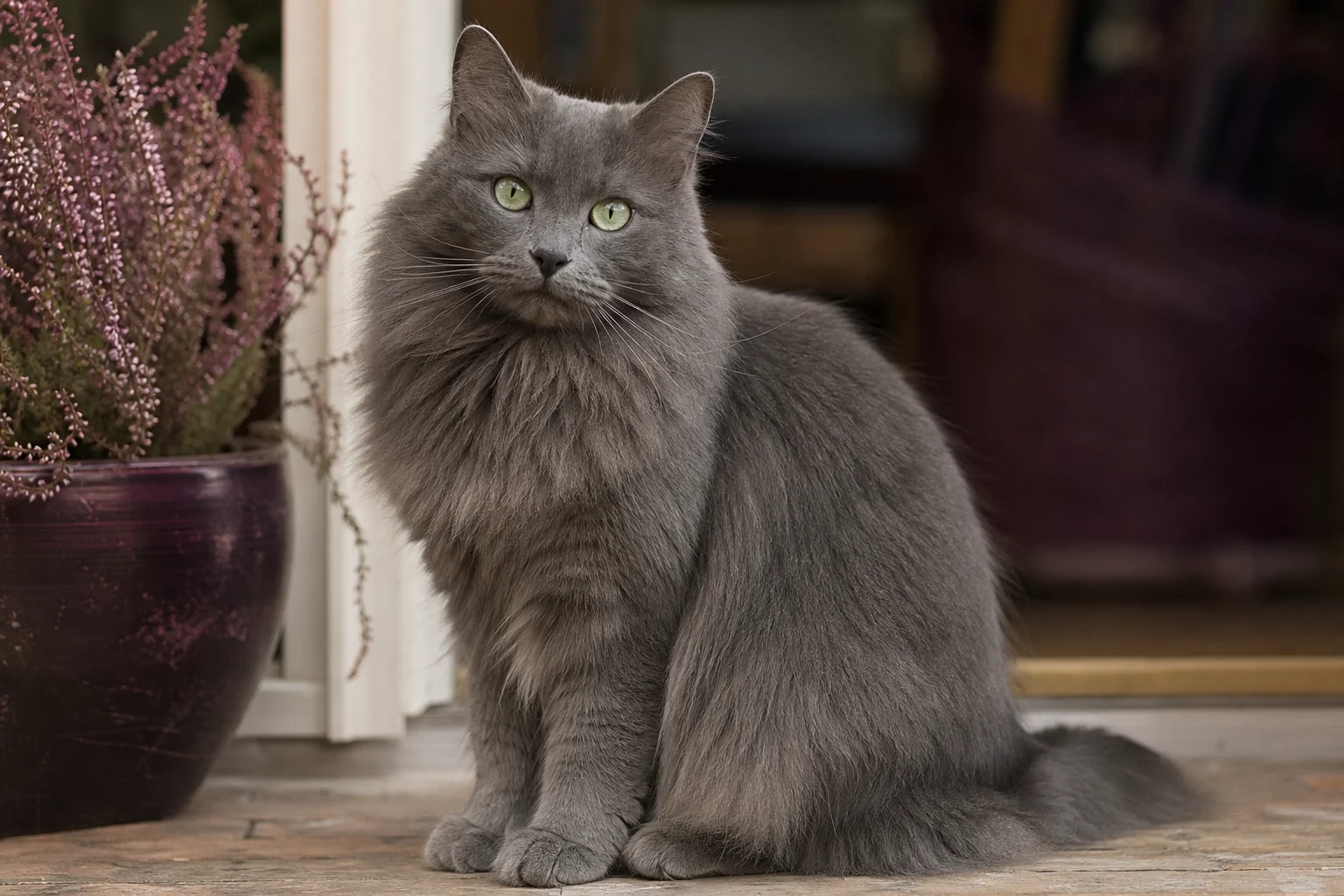 Nebelung