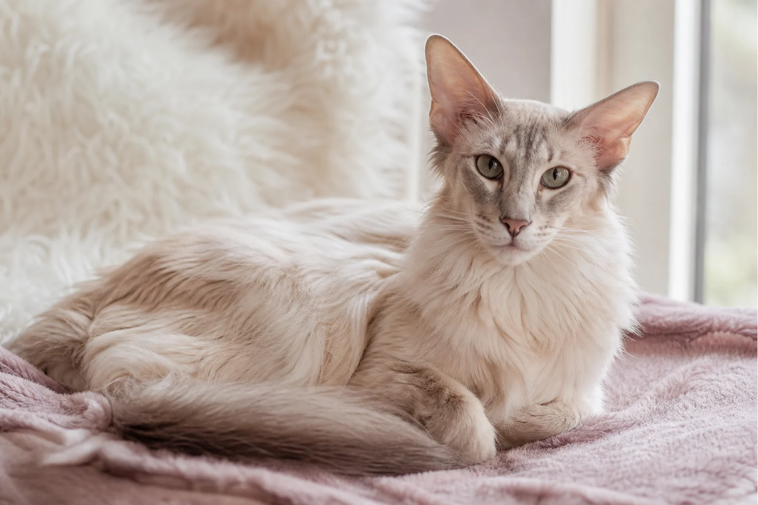 Oriental Longhair