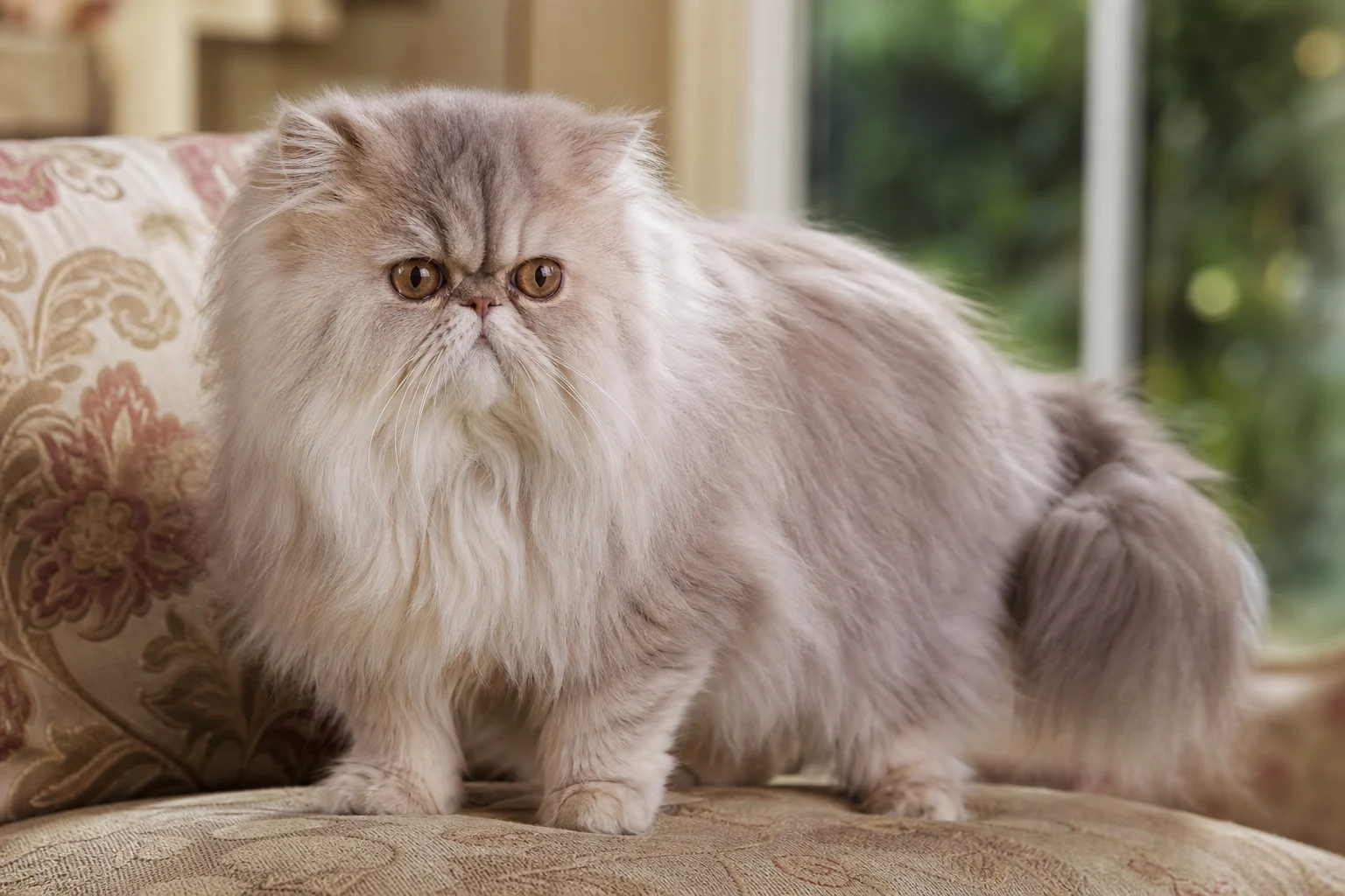 Persian