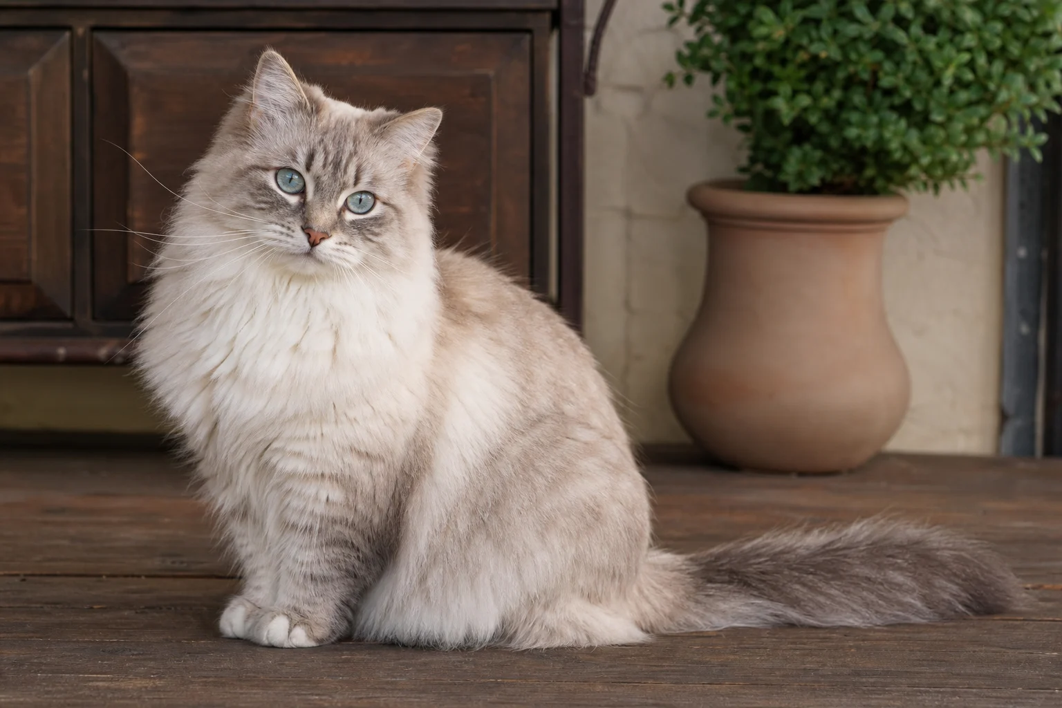 Ragamuffin