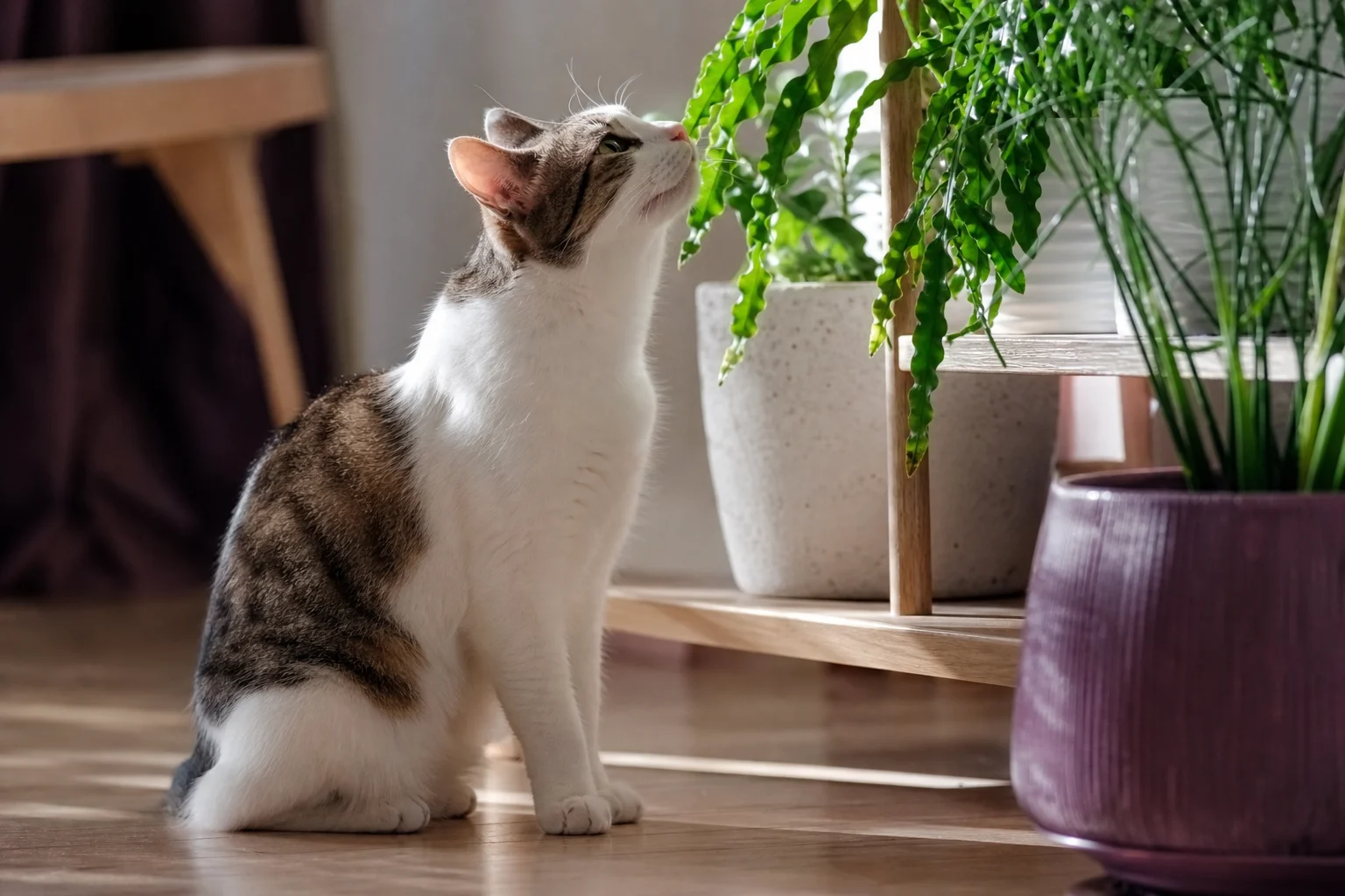 Plants toxic to cats: the essential list